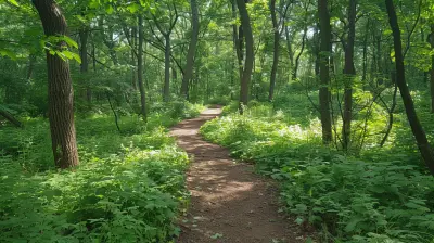 Nature Walks: A Simple Way to Recharge Your Mind and Body