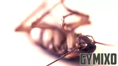 Health Concerns Lead to Temporary Closures of 11 Central Florida Restaurants